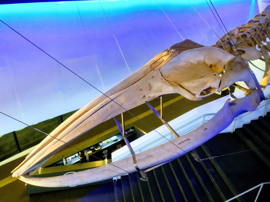 Museu Blau (Ciències Naturals)