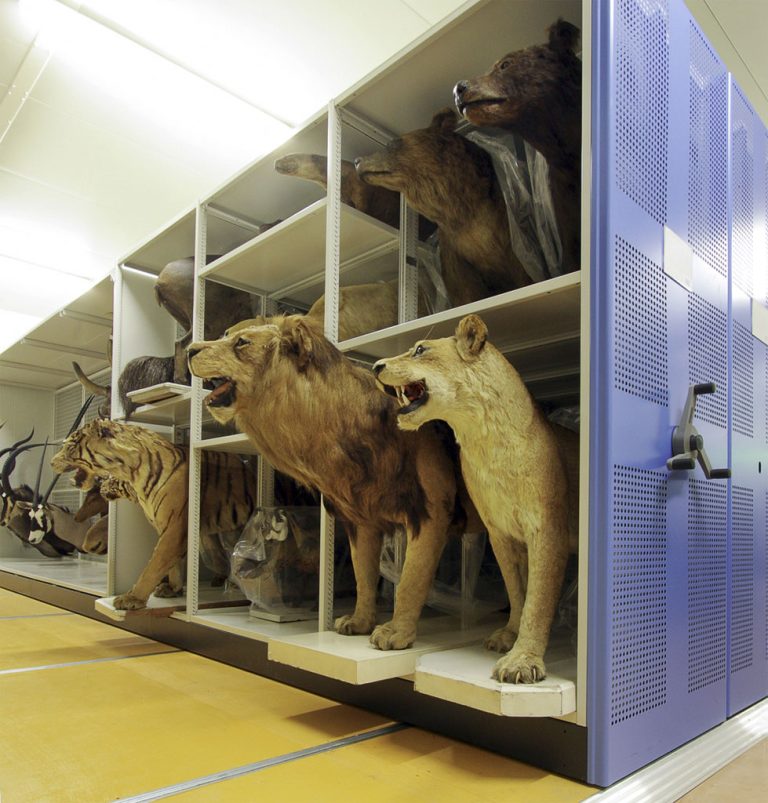 Muséum de Bordeaux – sciences et nature
