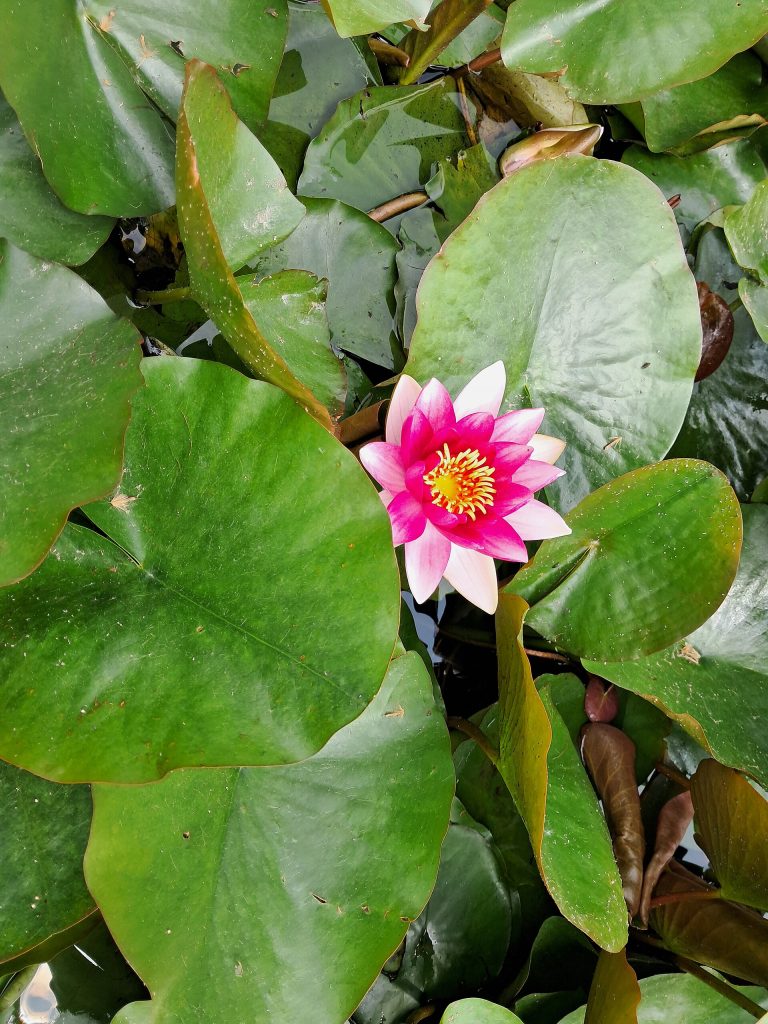 Jardin Botanique de Bordeaux